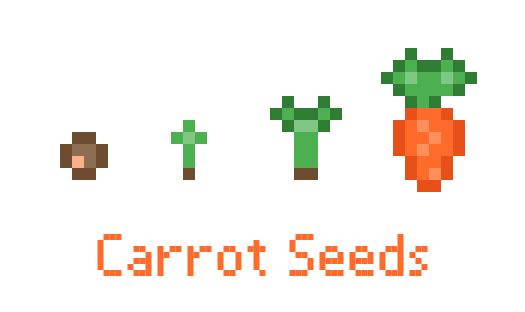 Carrot Seeds